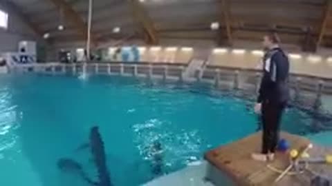 Dolphin Training Video