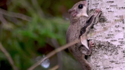 Close up look at elusive and rare flying squirrel