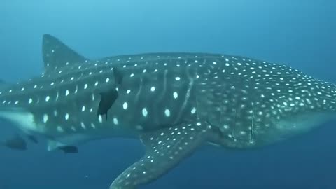 GALAPAGOS WHALE SHARK