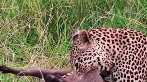 The leopard preyed on a wild boar