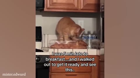 funny cat videos memes