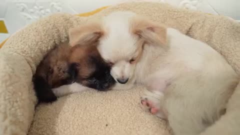 Mom is very happy when the puppy is healthy and happy