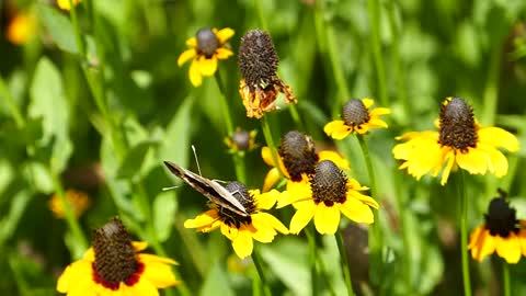 A Beautiful Butterfly on Yellow Flowers