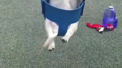 Cute dog swing