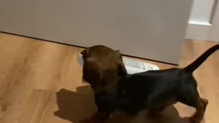 Dachshund Puppy Burgles from the Bathroom