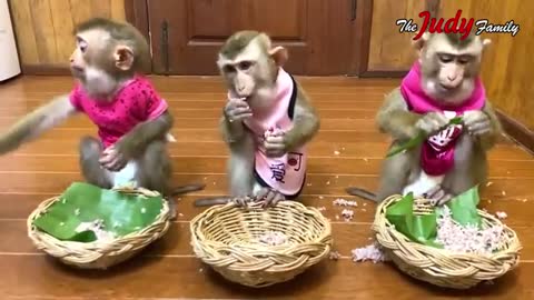 3 monkey funny video