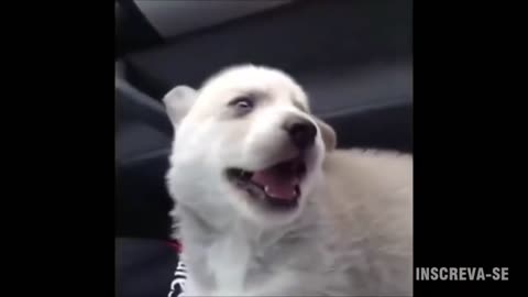 Funny dog!! Try not to laugh!!!