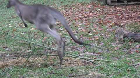 Con la testa fuori dal marsupio è nato il piccolo canguro di Mr e Mrs Grey