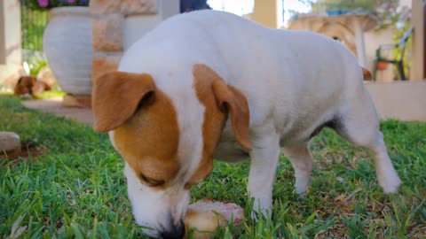 HOW DOG EAT THE BONE CHECK