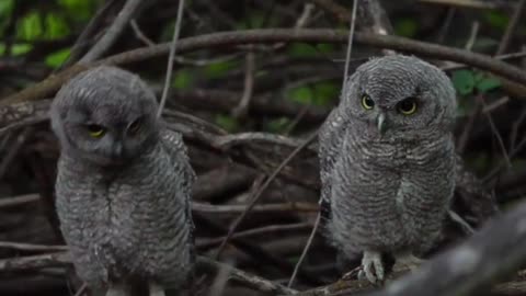 Check out this clubbin 🦉!