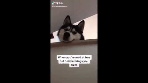 Very Cute Siberian Husky - Tiktok Dogs (Funny Animals #368)