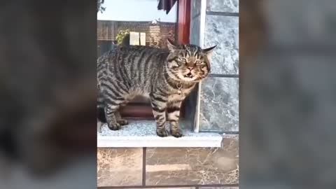 cats talking to his owners !