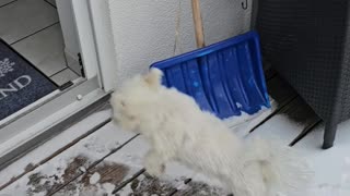 Polite Pup Wipes His Paws