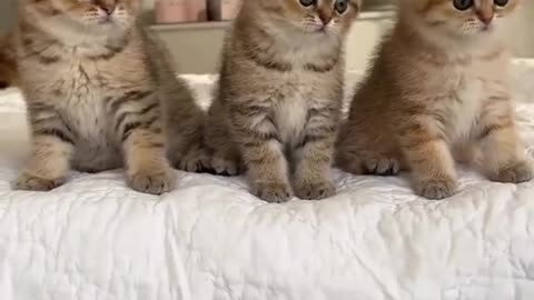 Beautiful Cats