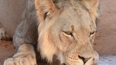 Don't forget to stay hydrated!! 🦁💧 a #lion drinks froom a puddle in #southAfrica