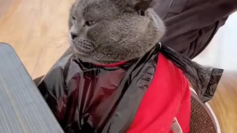 cutting hair the cat #cat #animels #viral #4k video