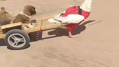 46.Cute Dog Tiktok. funny dog videos #46 #shorts #animal #cute #tiktok #best #video
