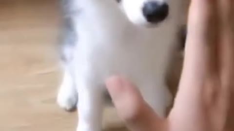 Funny Dog Video 🤣🤣🤣