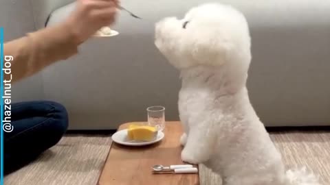 Polite bichon fries dog eats food so patiently and sweetly