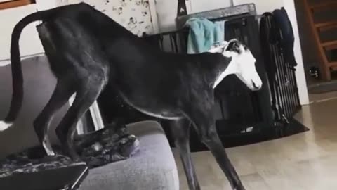 Funny Animal Videos. I just want to sit!