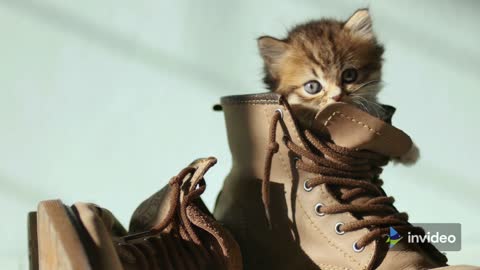 A Cute cat in a shoe , CUTE ANIMAL