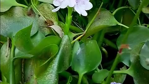 Beautiful flowers with green leaf video in the open village field