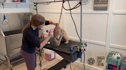 Dog Grooming Time Lapse - Big Smile!