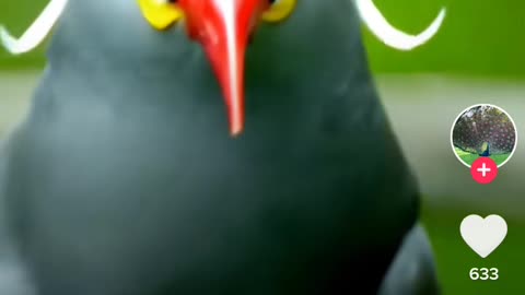 Bird with mustaches wow