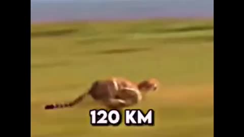 Dogs_5 speeds vs ;lion 🦁 120km