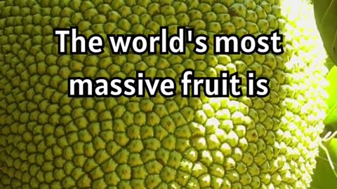 Discovering the Giant Jackfruit- Nature's Heaviest Fruit! 🍈