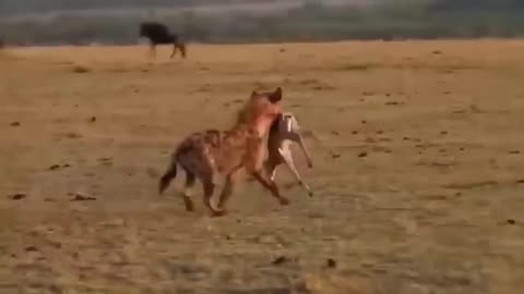 Baboon Vs Leopard! The Baboon Revenge When The Leopard Invades Its Territory...
