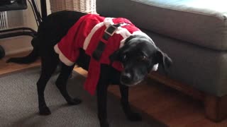 Embarrassed dog totally betrayed by Christmas outfit