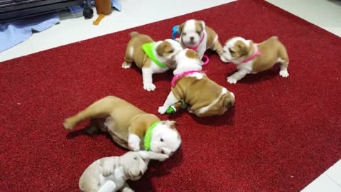 Baby Bully Fight Club, Part 2