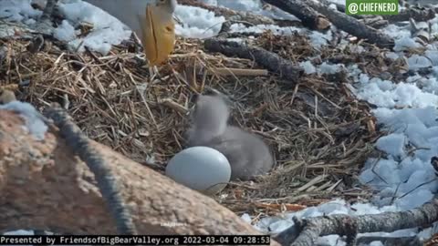 Watch a Bald Eagle Hatch in Southern California on Live Camera Feed