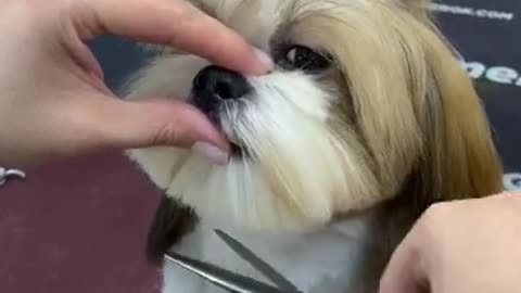 Cute dog 🐕 hair cut