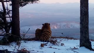 Tiger enjoy the beautiful scenery 😊