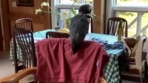 African Grey Parrot sings 🪗🎷🎼