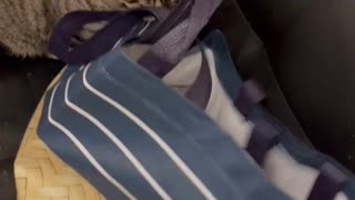 Cute Cats Playing in a Bag #13