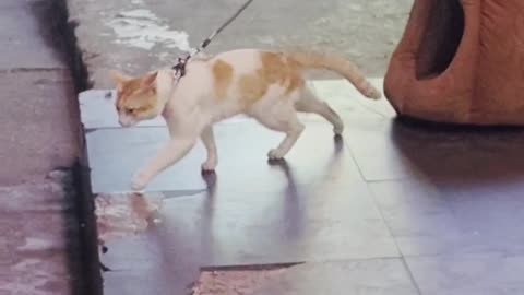 Funny Video Cat Moonwalk