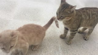 Two cats playing with each other very cute