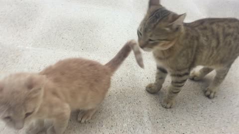 Two cats playing with each other very cute