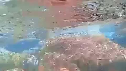 Underwater dive in river