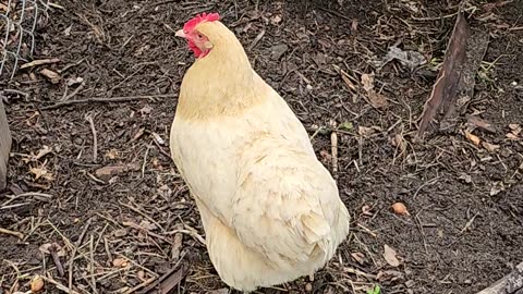 Hen Pecks at Another Hen's Behind: Food or Symbiotic Cleanliness?