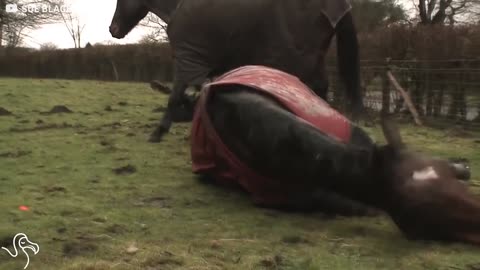 Horses Immediately Recognize Each Other After 4 Years Apart