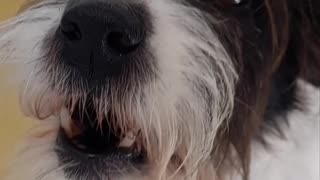 Jack Russell loves to howl with her human