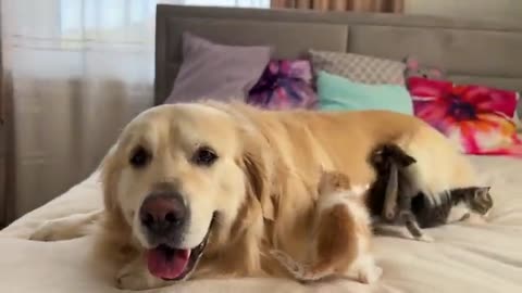 Tiny kittens love a Golden Retriever like their mom we