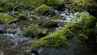 Gentle Spring Stream