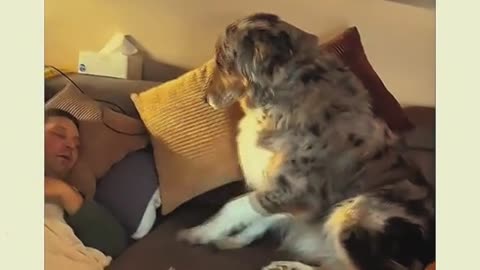 Best video with dogs😂😂😍
