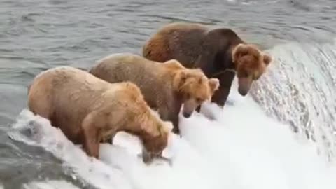 Brown bear catching fish without any instrument