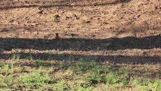 BIRD IN TENNESSEE USA